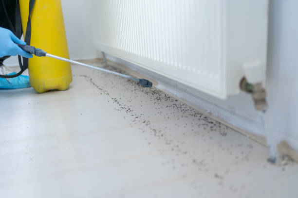 Best Flea Control Services  in Westlake, TX